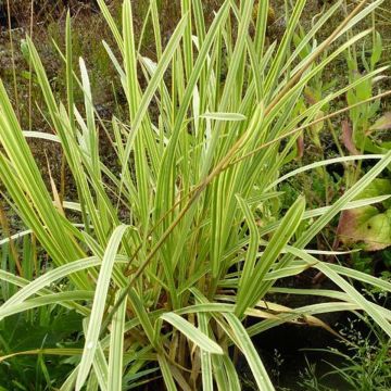Isosorsimo Variegata