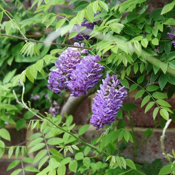 Sinisatee Longwood Purple