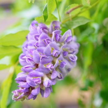 Sinisade - Wisteria frutescens
