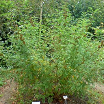 Lakritsikasvi - Glycyrrhiza glabra