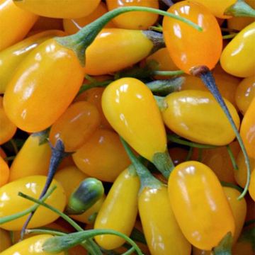Aitapukinpensas Amber Sweet