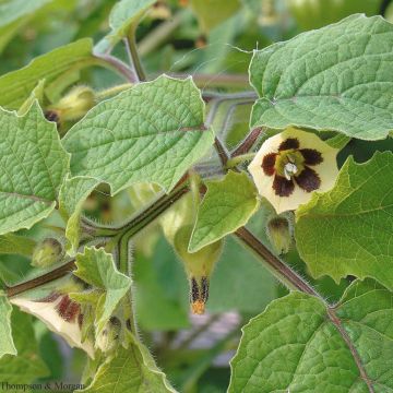 Karviaiskoiso Golden Berry Little Lanterns (siemenet)
