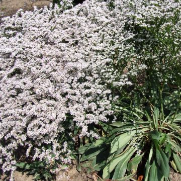 Tataariviuhko - Goniolimon tataricum