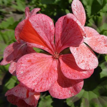 Vyöhykepelargoni Flic Flac Red Nova