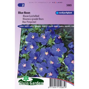 Punga Blue Noon (siemenet)