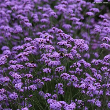 Jättiverbena Vanity - Verbena bonariensis
