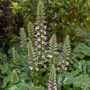 Kreikanakantti (siemenet) - Acanthus mollis