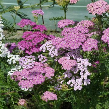 Siankärsämö Cerise Queen (siemenet)