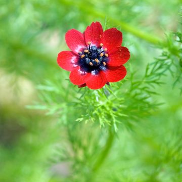 Kesäruusuleinikki (siemenet) - Adonis aestivalis
