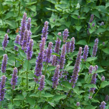 Yrtti-iiso (siemenet) - Agastache foeniculum