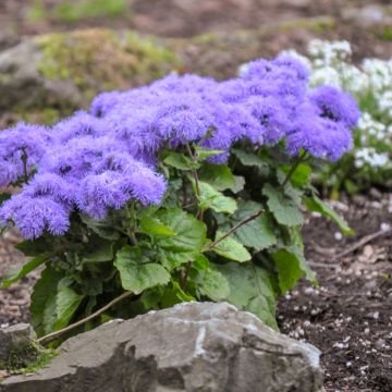 Sinitähtönen Blue Mink (siemenet)