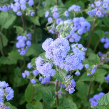 Sinitähtönen Bouquet Bleu (siemenet)