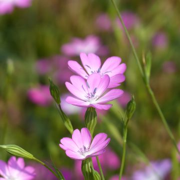 Sinikohokki (siemenet) - Agrostemma coeli-rosa