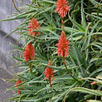 Rohtoaaloe (siemenet) - Aloe arborescens