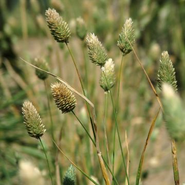 Kanarianhelpi (siemenet) - Phalaris canariensis
