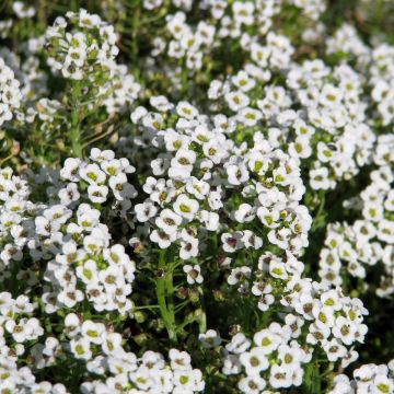 Tuoksupielus Carpet Of Snow (siemenet)