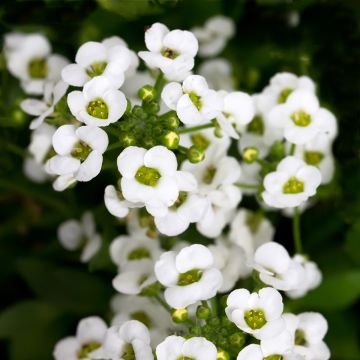 Tuoksupielus Giga White (siemenet)