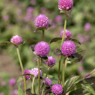 Pyöröpallohäntä Lavender Lady (siemenet)