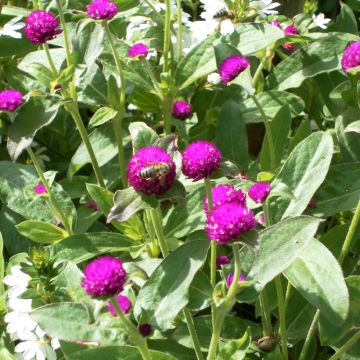 Pyöröpallohäntä Purple (siemenet)