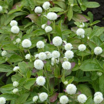Pyöröpallohäntä White (siemenet)