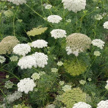 Sirosudenporkkana (siemenet) - Ammi visnaga