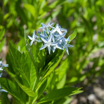 Tähtituikki (siemenet) - Amsonia tabernaemontana