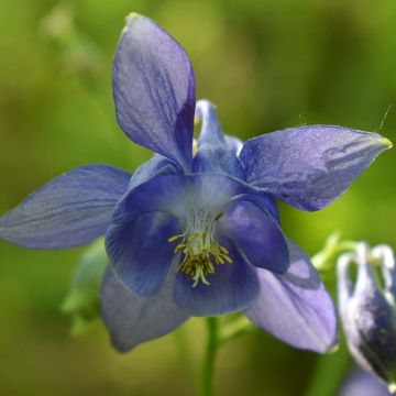 Lehtoakileija (siemenet) - Aquilegia vulgaris