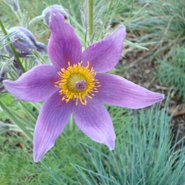 Kylmänkukka (siemenet) - Pulsatilla vulgaris