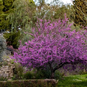 Juudaksenpuu (siemenet) - Cercis siliquastrum