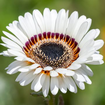 Venidium fastuosum Black and WHite (siemenet)