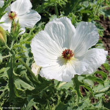 Piikkiuniko (siemenet) - Argemone platyceras