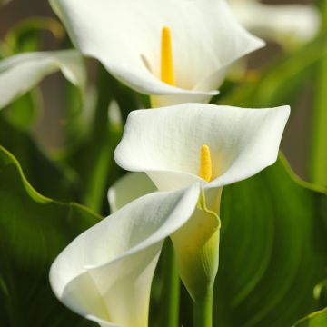 Valkohuonevehka (siemenet) - Zantedeschia aethiopica