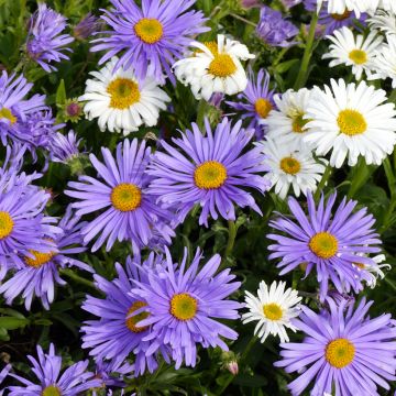 Vuoriasteri (siemenet) - Aster alpinus