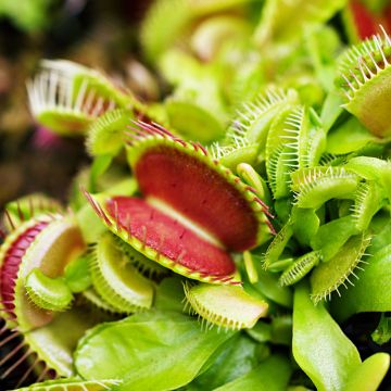 Kärpäsloukku (siemenet) - Dionaea muscipula