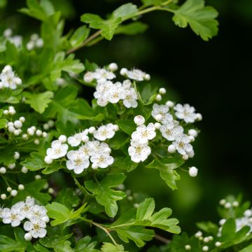 Tylppöorapihlaja (siemenet) - Crataegus monogyna