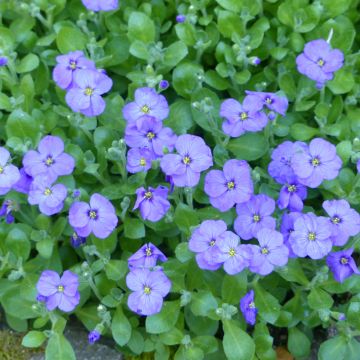Tarharistikki Royal Blue (siemenet)