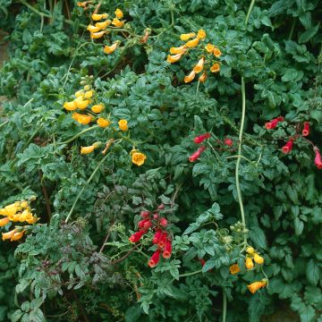 Eccremocarpus scaber Anglia Hybrids mixed (siemenet)