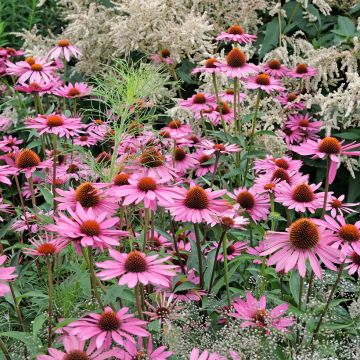 Kaunopunahattu Pink Parasol (siemenet)