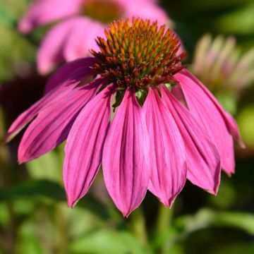 Kaunopunahattu Pow Wow Wild Berry (siemenet)