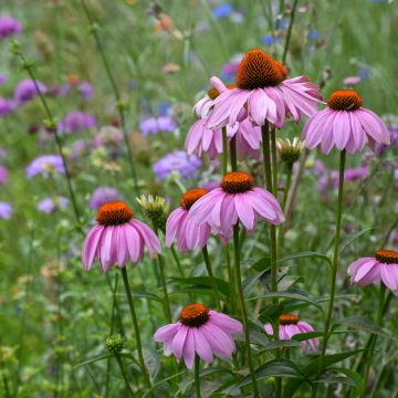 Kaunopunahattu (siemenet) - Echinacea purpurea