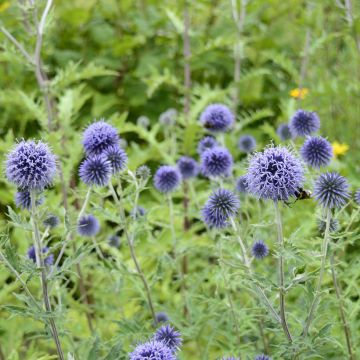 Otapallo-ohdake (siemenet) - Echinops ritro