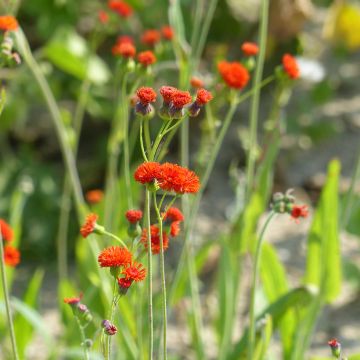Emilia coccinea Scarlet Magic (siemenet)