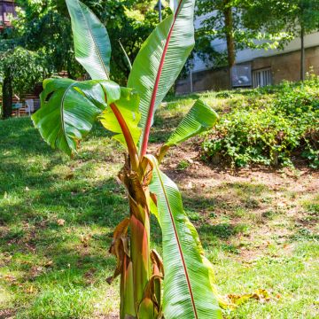 Etiopianbanaani (siemenet) - Ensete ventricosum