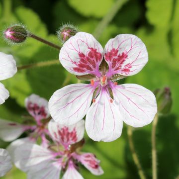 Anatoliankurjennokka Sweetheart (siemenet)