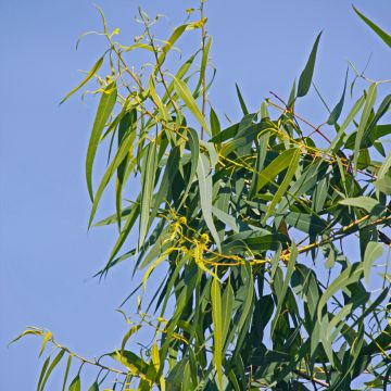 Corymbia citriodora Lemon Bush (siemenet)