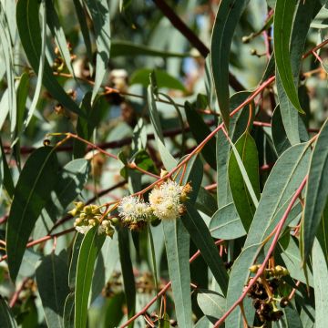 Kuumepuu (siemenet) - Eucalyptus globulus