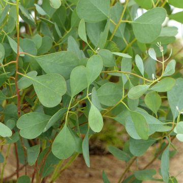 Hopeaeukalyptus (siemenet) - Eucalyptus websteriana