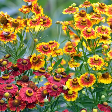 Syyshohdekukka Red & Gold Hybrids (siemenet)