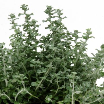 Hopeakäpälä Microphyllum (siemenet)