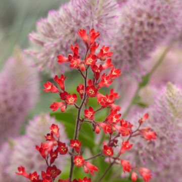 Korallikeijunkukka Vivid (siemenet)